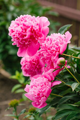 Beautiful pink herbaceous peony flowers in the summer garden