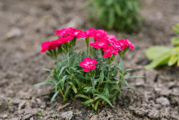 Beautiful pink flowers of border low carnation summer garden