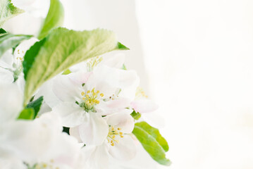 Apple tree flowers close-up. Spring background. Selective focus. Copy space