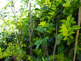 Green Plants Wallpaper Background