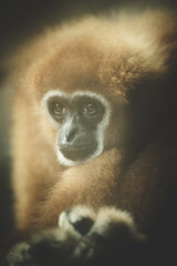 Cute And Beautiful Gibbons in good Behavior . High quality photo