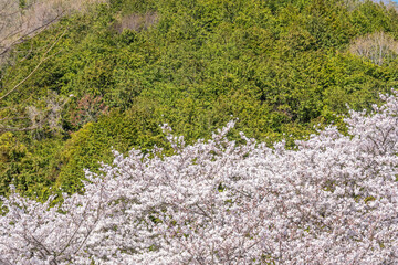 Fototapeta premium 和らぎの道の桜