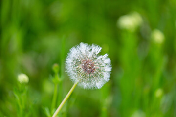 Dandelion flower on grass background.