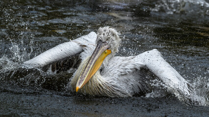 pelican on the water