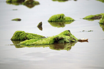 Seegras Zostera grün Wasserpflanze Wattenmeer Nordsee Sylt Nordfriesland Deutschland Strand Ebbe...