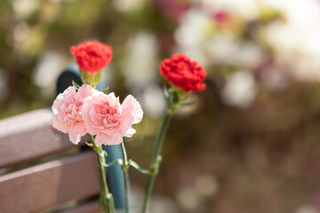 four carnations. outdoors on a sunny day