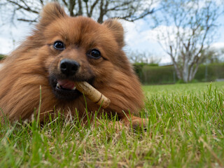Red haired spitz dog on green grass.