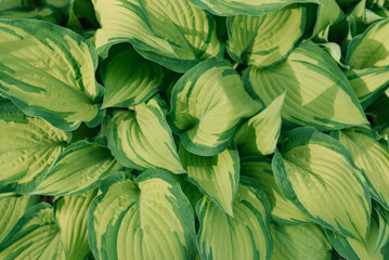 Obraz na płótnie Canvas Bright green hosta leaves. Natural background