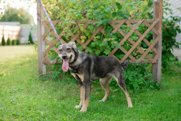 The dog walks in the summer in a public park on a leash. The concept of pets and responsibility and care for pets