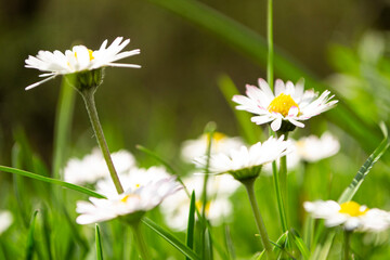 daisies in the grass