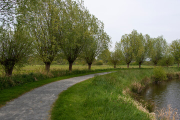Saule têtard, Les marais des Ponts d'Ouve, Parc Naturel Régional des Marais du Cotentin et du Bessin, Normandie, Manche, 50