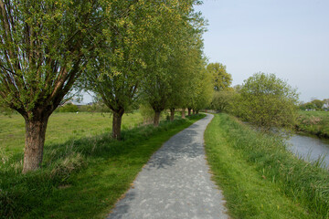 Naklejka premium Saule têtard, Les marais des Ponts d'Ouve, Parc Naturel Régional des Marais du Cotentin et du Bessin, Normandie, Manche, 50