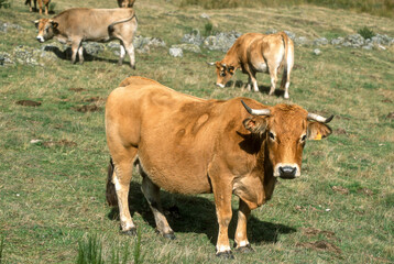 Vache, race Aubrac, Aubrac, Lozère