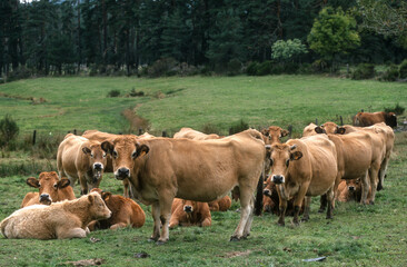 Vache, race Aubrac, Aubrac, Lozère