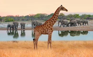 Gordijnen Geweldige giraf die over de Afrikaanse savanne loopt - Verbazingwekkende Afrikaanse olifanten bij zonsondergang - Afrikaanse olifanten die in de buurt van het meer in Etosha National Park, Namibië staan © muratart