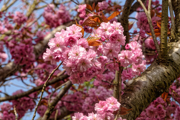 floraison printani&egrave;re du cerisier.