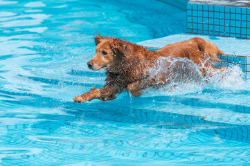 Golden Retriever playing happily in the pool
