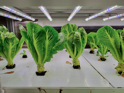 Green vegetables in a plant factory