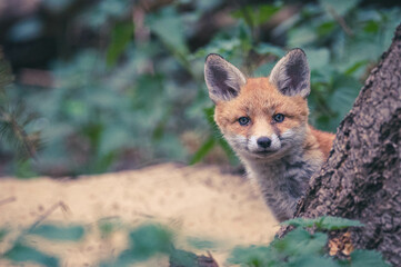 Füchse in Berliner Stadtpark