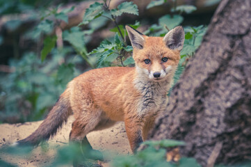 Füchse in Berliner Stadtpark