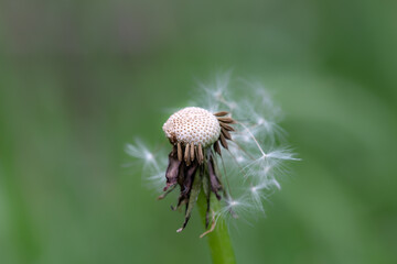 partial dandelion seed head