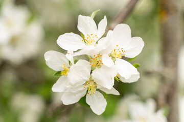 Fototapeta na wymiar A blossom apple tree on focus. All behind is bokeh.