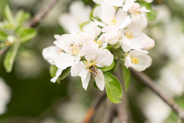 A flying honey bee pollinating apple blossoms. Selected focus.