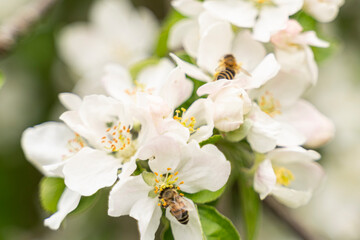 Two flying honey bees pollinating apple blossoms. Selected focus.