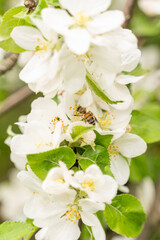 A flying honey bee pollinating apple blossoms. Selected focus.