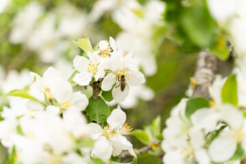 A flying honey bee pollinating apple blossoms. Selected focus.