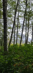 Fototapeta premium forest in the morning