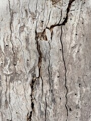 bark of a tree