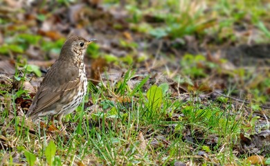 Close up of a friendly Song Thrush