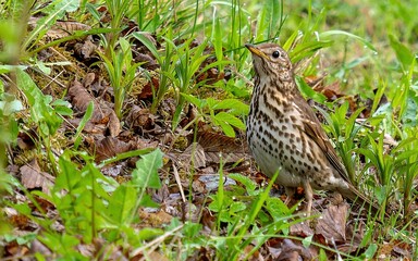 Close up of a friendly Song Thrush