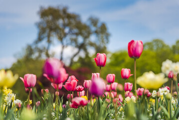 Obraz premium Amazing tulip flowers blooming in a field, against a blue sky.