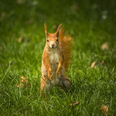 Young playful curious squirrel in the park