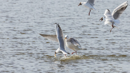 Fototapeta na wymiar two seagulls in flight