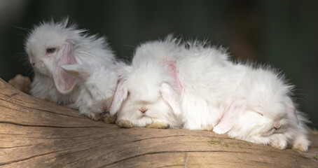 white rabbits on a log
