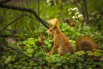 Young playful curious squirrel in the park