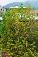 Spring landscape with birch and other trees in the town