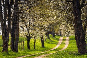 Fototapeta premium Blossoming cherry alley with a dirt road in spring time.