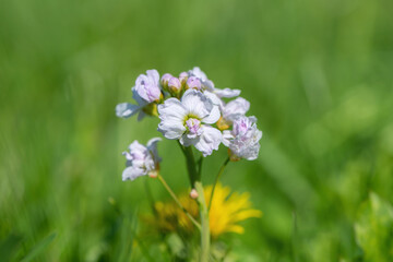 Cuckoo flower (Cardamine pratensis) with double blossoms.