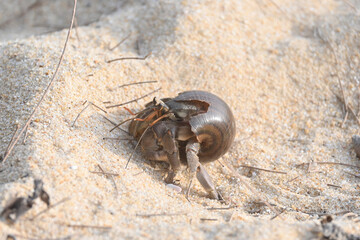 A hermit crab, nearly extinct animal, in a brown sea shell walking on a beautiful tropical white sand beach.
