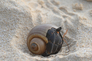 A big hermit crab, nearly extinct animal, in a brown sea shell on a beautiful tropical white sand beach.