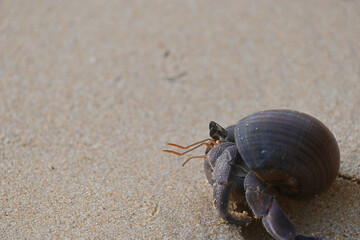 A hermit crab isolated on a beautiful tropical white sand beach background.