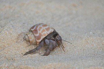 A colourful hermit crab, nearly extinct animal, in a sea shell walking on a beautiful tropical white sand beach.