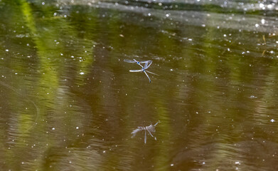 Common Blue Damselfly 10