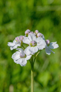 Cuckoo flower (Cardamine pratensis) with double blossoms.