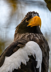 portrait of eagle