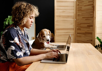 African young girl with curly hair doing online work on laptop together with her animal companion...